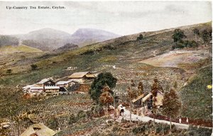 Up-Country Tea Estate, Ceylon, ca. 1900-20 (håndkolorert fotografi)