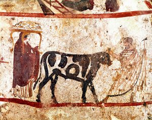 En okse leder på alteret til offerfresken fra det 4. århundre f.Kr., fra nekropolisen Andriuolo i Paestum, Italia. Museo nazionale archeologico, Paestum
