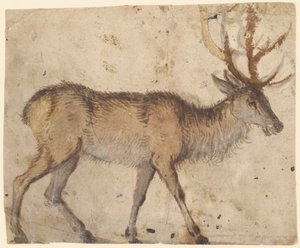 Studie av en hjort (recto), ca. 1520-30 (børste med brun vask, forsterket med hvit gouache) av Lucas the Elder Cranach