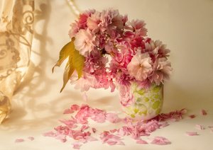 Rosa kirsebærblomster av Ludmila Shumilova