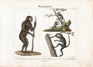 Primater: Orangutang, vanlig marmoset og edderkoppape av Ludwig Meyer