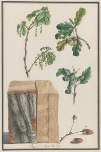 Studier av blomstene, fruktene og stammen til en engelsk eik Quercus robur, 1788. av Ludwig Pfleger