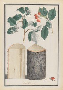 Studies of the leaves, blossoms, fruits and trunk of a whitebeam Sorbus subgenus Aria, 1788.    1140901   no       norwegian Successfully Translated  Original: Portret van een non Pictura (series title on object) Translat: Portret van een non Pictura (seri av Ludwig Pfleger