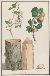 Studier av stammen, blomstene og frukten til et vilt epletre Malus sylvestris, 1788. av Ludwig Pfleger