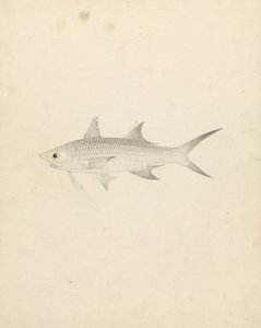 Binney: nummer én (en fisk) av Luigi Balugani