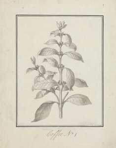 Coffea arabica L. (Arabica Coffee): ferdig tegning av bladskudd og bær