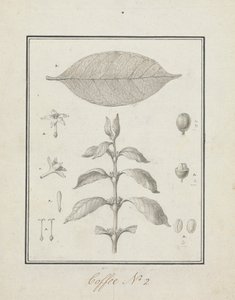 Coffea arabica L. (Arabica Coffee): ferdig tegning av løvskudd, med detaljer om blomster, blader og frukt av Luigi Balugani