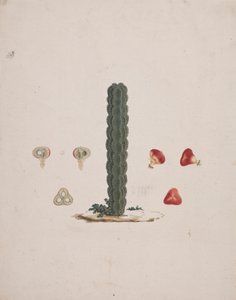 Euphorbia abyssinica JF Gmel. (Etiopian Tree-Spurge): ferdig tegning av enkelt stamme, med detaljer om hele og dissekerte frukter