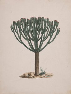 Euphorbia abyssinica JF Gmel. (Ethiopian Tree-Spurge): ferdig tegning av treets vane