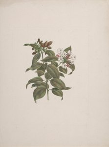 Jasminum dichotomun Vahl (afrikansk sjasmin): ferdig tegning av Luigi Balugani