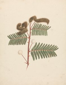 Mimosa pigra (L.): ferdig tegning