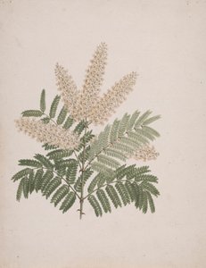 Pterolobium stellatum (Forssk): ferdig tegning av Luigi Balugani