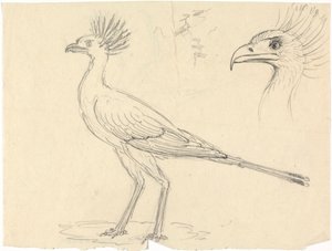 Sekretær Bird av Luigi Balugani