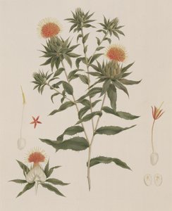 Sussa (Leaves, Flowers and Details) tidligere tilskrevet James Bruce (1730-94) (wc over grafitt på papir)