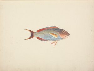 Uidentifisert fisk av Luigi Balugani