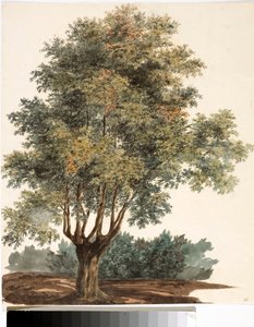 Tre (akvarell, ca. 1825) av Luigi Garibbo