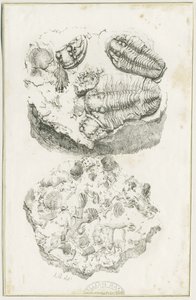 Dudley - Fossiler: litografi, nd [c 1825] (trykk) av Luke Booker