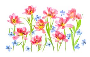 Delikate rosa tulipaner av Lydia Jacobs
