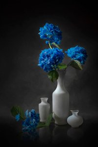 Elegante blå hortensiaer av Lydia Jacobs