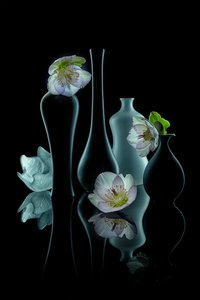 Elegant blomsterprakt av Lydia Jacobs