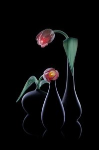 Elegante glødende tulipaner av Lydia Jacobs