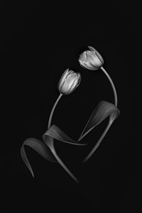 Elegant tulipanduo av Lydia Jacobs