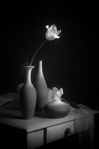 Elegant stilleben med tulipaner av Lydia Jacobs