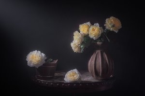 Elegante gule roser av Lydia Jacobs