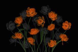 Glødende oransje tulipaner av Lydia Jacobs