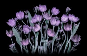 Glødende lilla tulipaner av Lydia Jacobs