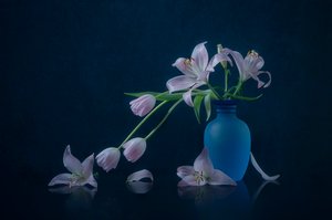 Stemningsfulle liljer og tulipaner av Lydia Jacobs