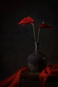 Stemningsfulle røde anthurium av Lydia Jacobs