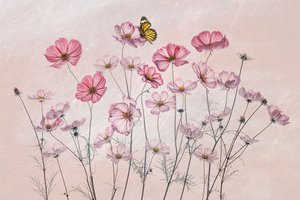 Rosa kosmos-sommerfugl av Lydia Jacobs