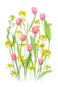 Rosa tulipaner og gule blomster av Lydia Jacobs