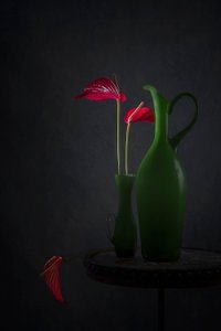 Røde anthurium, grønne vaser av Lydia Jacobs