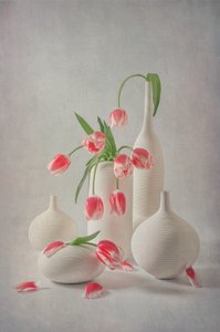 Myke rosa tulipaner av Lydia Jacobs