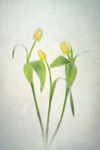 Mykgule tulipaner av Lydia Jacobs