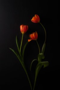 Livlige tulipaner på mørk bakgrunn av Lydia Jacobs