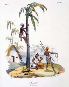En mann fra Nadar-kasten som klatrer i et palmetre, 1827-35