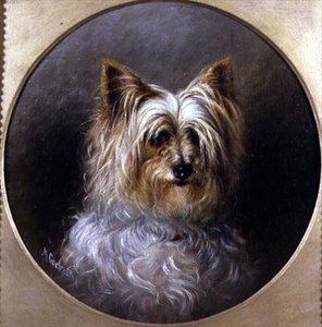 Hovedstudie av en Yorkshire terrier av M. Cocker
