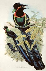 Arfak Astrapia, Astrapia Nigra - Paradisfugl