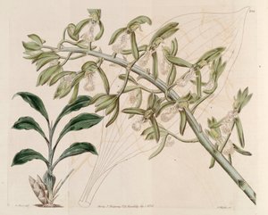 Illustrasjon av Catasetum cristatum av M. Hart