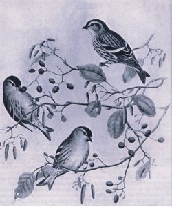 Siskins, Nature in Britain utgitt av Collins, 1946