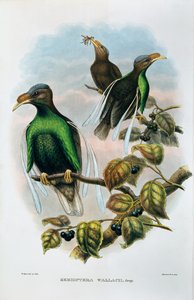 Wallaces Standard Wing Semioptera Wallecei