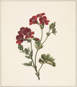 rød blomst av M. de Gijselaar