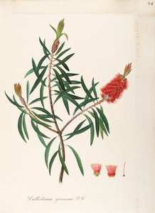 Albany Bottlebrush (Callistemon speciosum DC), Myrtaceae, busk med vedvarende blader, hjemmehørende i Australia, akvarell av Maddalena Lisa Mussino