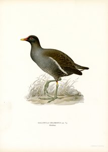 Vanlig mørhøne (farge litho) av Magnus Ferdinand and Wilhelm von Wright