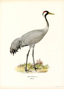 Kran (farge litho) av Magnus Ferdinand and Wilhelm von Wright