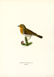 Robin (farge litho)