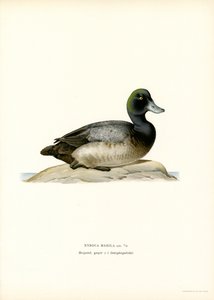 American Scaup Duck (farge litho) av Magnus Ferdinand and Wilhelm von Wright